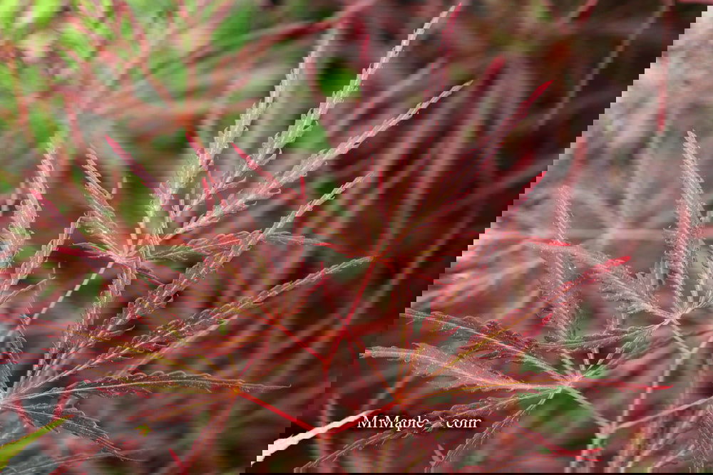 Buy Acer palmatum dissectum 'English Lace' Japanese Maple — Mr