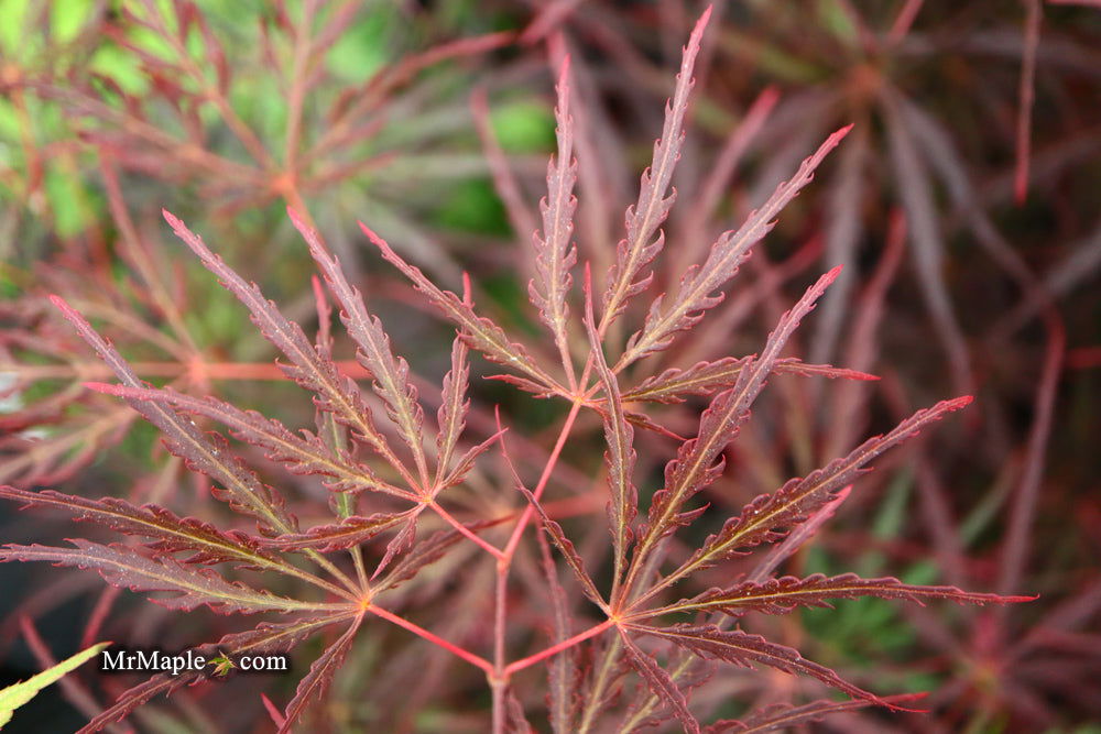 - Acer palmatum 'English Lace' Japanese Maple - Mr Maple │ Buy Japanese Maple Trees