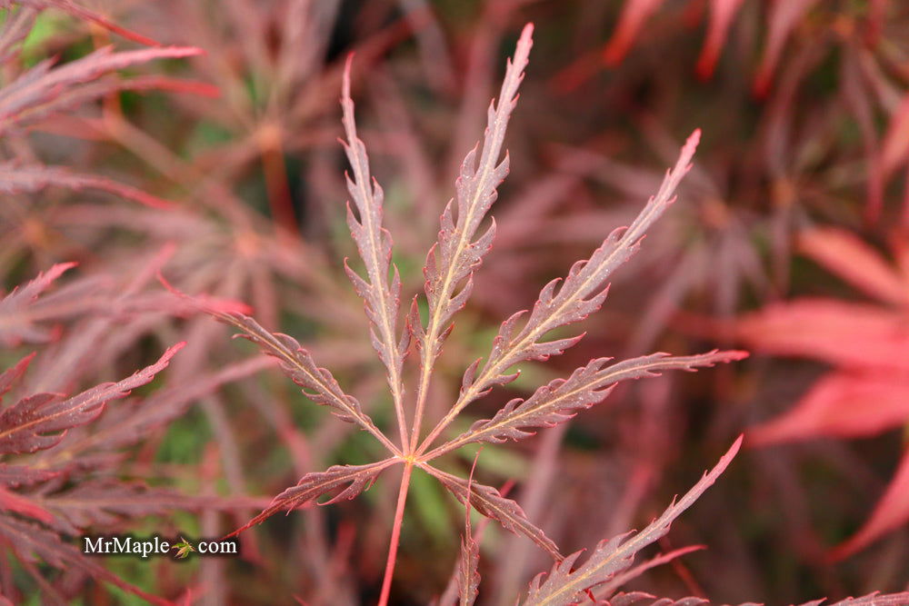 - Acer palmatum 'English Lace' Japanese Maple - Mr Maple │ Buy Japanese Maple Trees