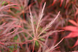 - Acer palmatum 'English Lace' Japanese Maple - Mr Maple │ Buy Japanese Maple Trees