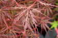 - Acer palmatum 'English Lace' Japanese Maple - Mr Maple │ Buy Japanese Maple Trees