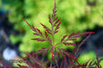 - Acer palmatum 'English Lace' Japanese Maple - Mr Maple │ Buy Japanese Maple Trees