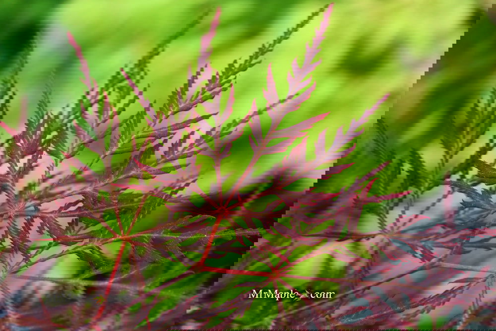 Buy Acer palmatum dissectum 'English Lace' Japanese Maple — Mr