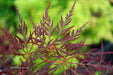 - Acer palmatum 'English Lace' Japanese Maple - Mr Maple │ Buy Japanese Maple Trees