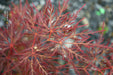 - Acer palmatum 'English Lace' Japanese Maple - Mr Maple │ Buy Japanese Maple Trees