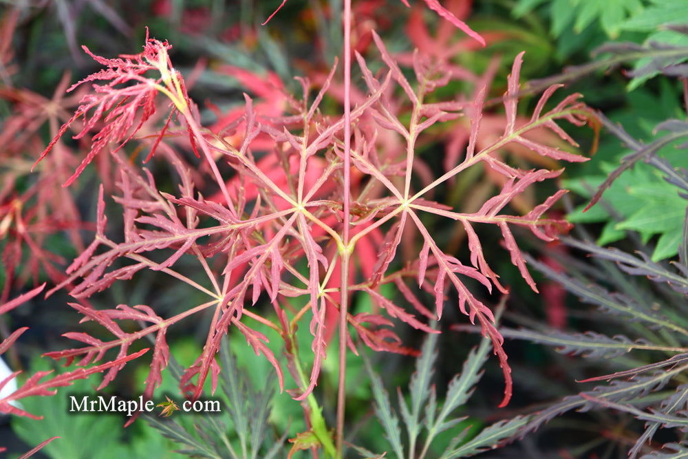 - Acer palmatum 'English Lace' Japanese Maple - Mr Maple │ Buy Japanese Maple Trees