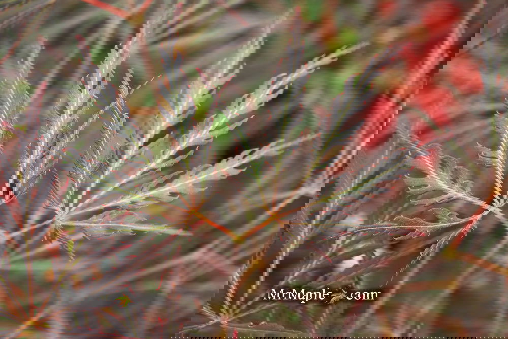 ザ・メープル Buy Acer palmatum dissectum 'English Lace' Japanese Maple — Mr