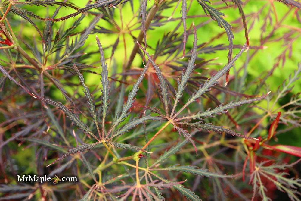 - Acer palmatum 'English Lace' Japanese Maple - Mr Maple │ Buy Japanese Maple Trees