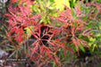 - Acer palmatum 'English Lace' Japanese Maple - Mr Maple │ Buy Japanese Maple Trees