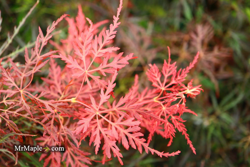 - Acer palmatum 'English Lace' Japanese Maple - Mr Maple │ Buy Japanese Maple Trees