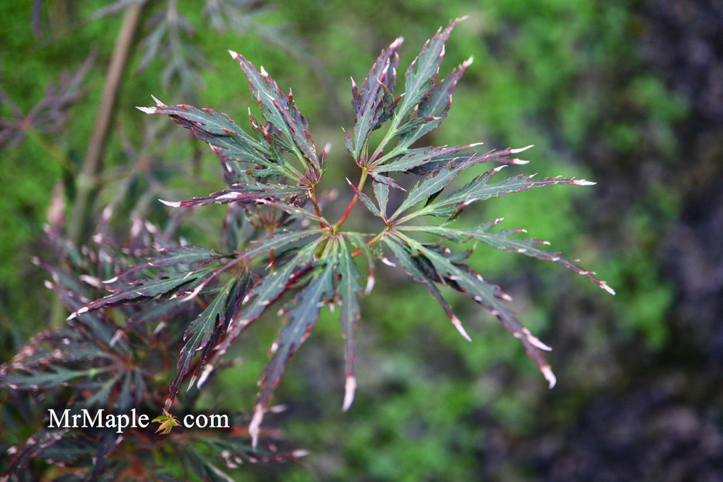 - Acer palmatum 'English Lace' Japanese Maple - Mr Maple │ Buy Japanese Maple Trees