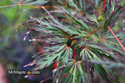 - Acer palmatum 'English Lace' Japanese Maple - Mr Maple │ Buy Japanese Maple Trees