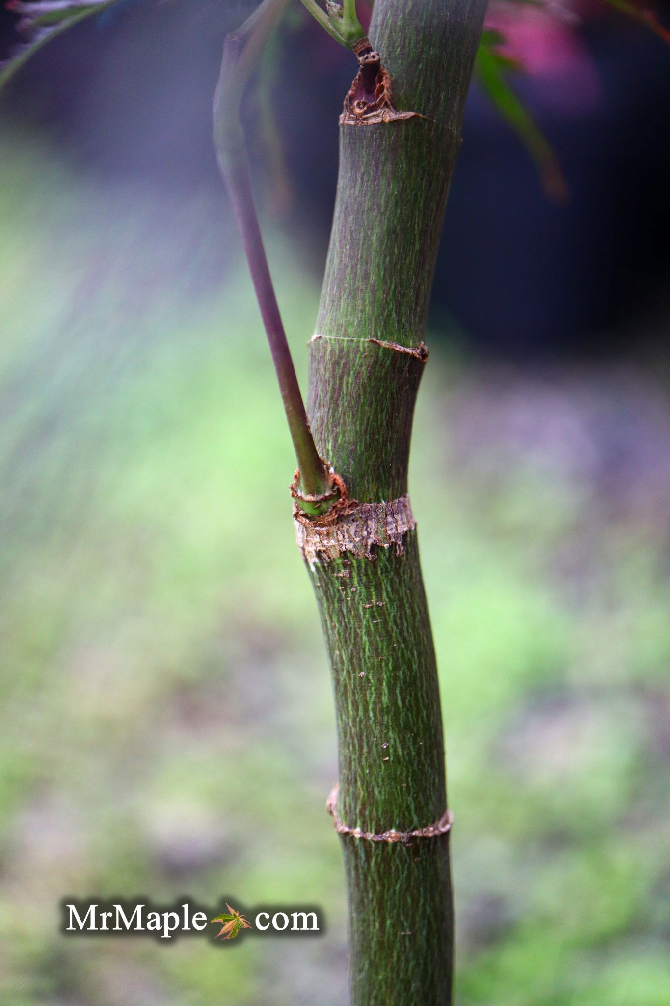 Buy Acer palmatum dissectum 'English Lace' Japanese Maple — Mr