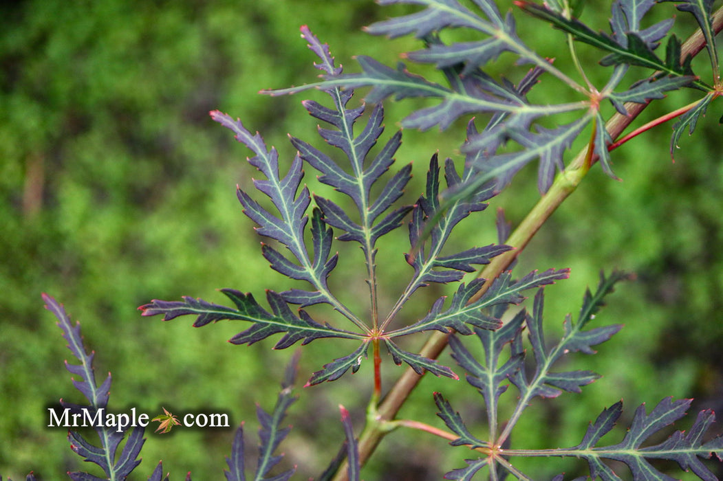 - Acer palmatum 'English Lace' Japanese Maple - Mr Maple │ Buy Japanese Maple Trees