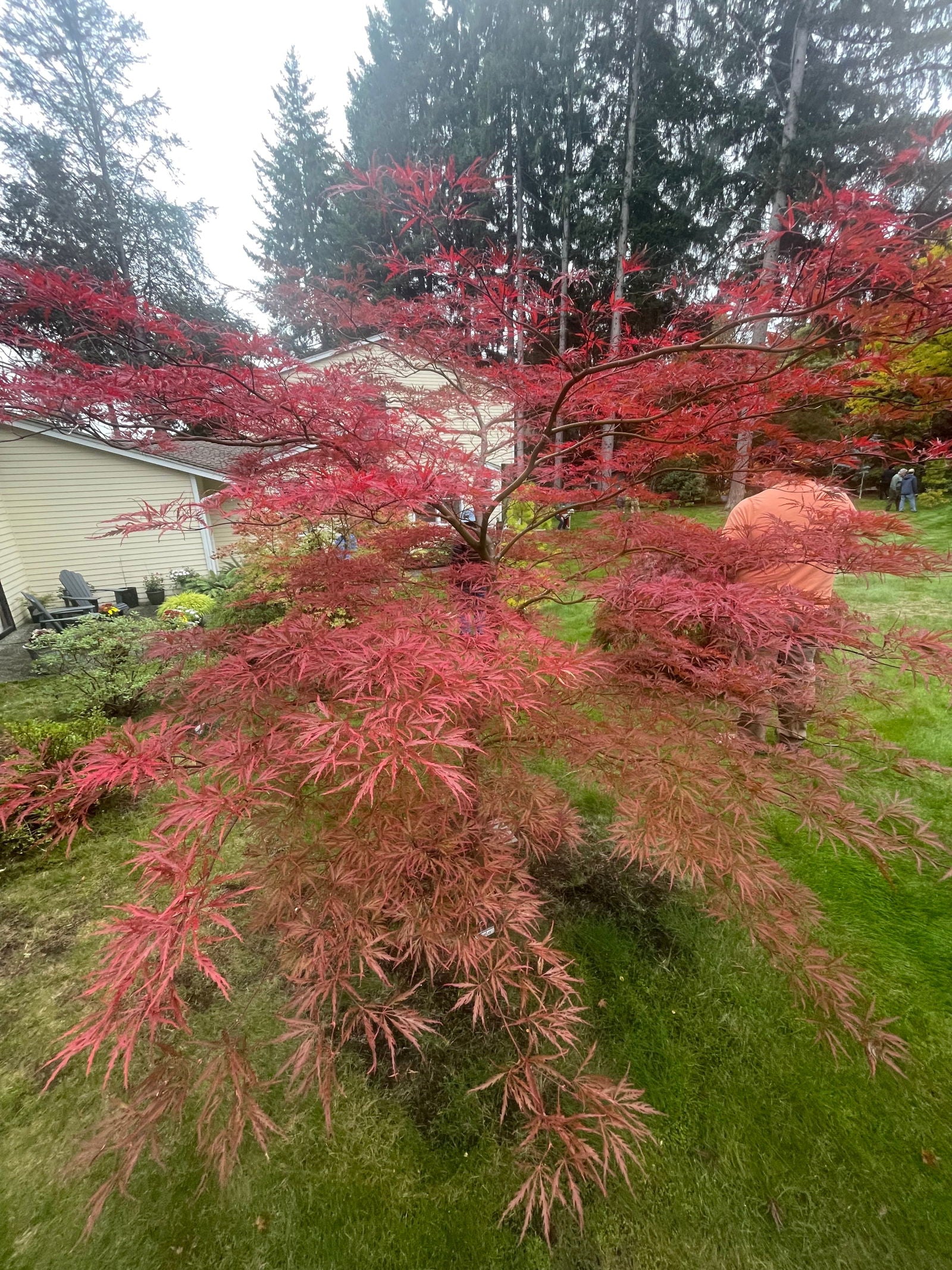 Buy Acer palmatum dissectum 'English Lace' Japanese Maple — Mr