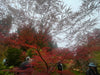 - Acer palmatum 'English Lace' Japanese Maple - Mr Maple │ Buy Japanese Maple Trees