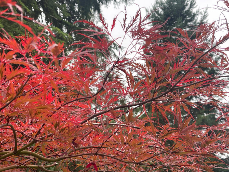 - Acer palmatum 'English Lace' Japanese Maple - Mr Maple │ Buy Japanese Maple Trees