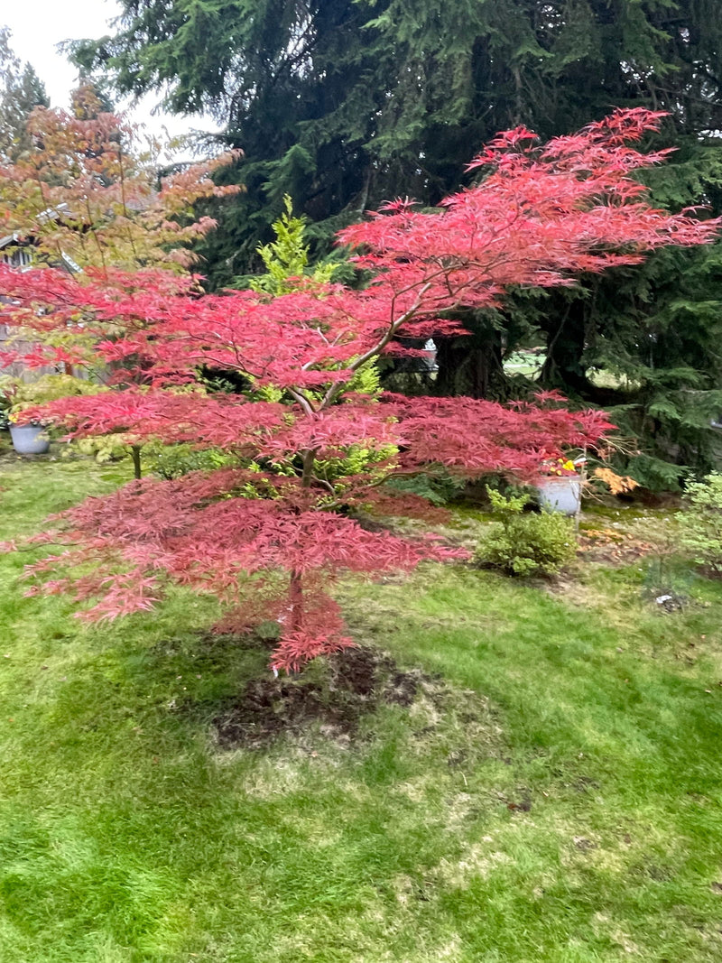 - Acer palmatum 'English Lace' Japanese Maple - Mr Maple │ Buy Japanese Maple Trees