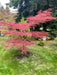 - Acer palmatum 'English Lace' Japanese Maple - Mr Maple │ Buy Japanese Maple Trees