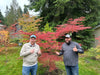 - Acer palmatum 'English Lace' Japanese Maple - Mr Maple │ Buy Japanese Maple Trees