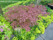 - Acer palmatum 'Englishtown' Dwarf Red Japanese Maple - Mr Maple │ Buy Japanese Maple Trees