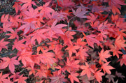 - Acer palmatum 'Englishtown' Dwarf Red Japanese Maple - Mr Maple │ Buy Japanese Maple Trees
