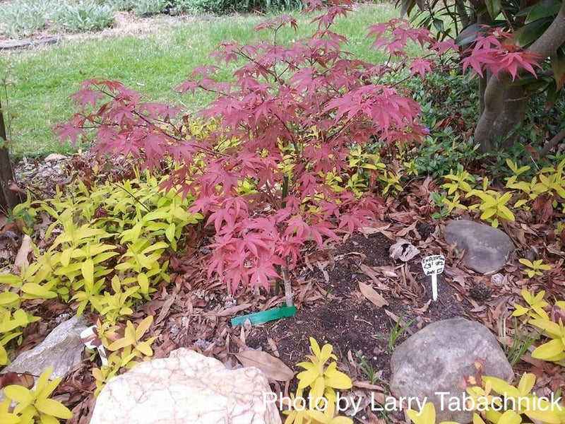 - Acer palmatum 'Englishtown' Dwarf Red Japanese Maple - Mr Maple │ Buy Japanese Maple Trees