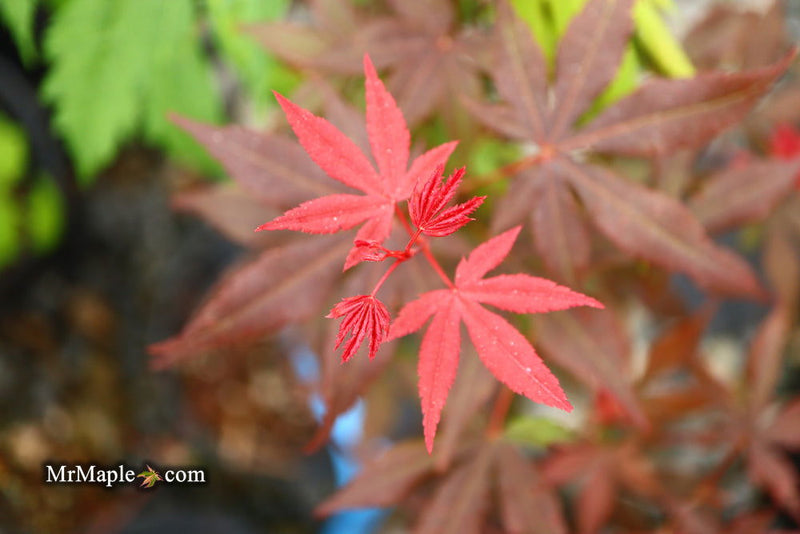 - Acer palmatum 'Englishtown' Dwarf Red Japanese Maple - Mr Maple │ Buy Japanese Maple Trees