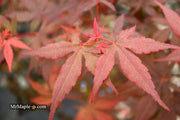 - Acer palmatum 'Englishtown' Dwarf Red Japanese Maple - Mr Maple │ Buy Japanese Maple Trees
