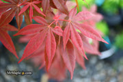 - Acer palmatum 'Englishtown' Dwarf Red Japanese Maple - Mr Maple │ Buy Japanese Maple Trees