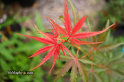 - Acer palmatum 'Englishtown W.B.' Dwarf Red Japanese Maple - Mr Maple │ Buy Japanese Maple Trees