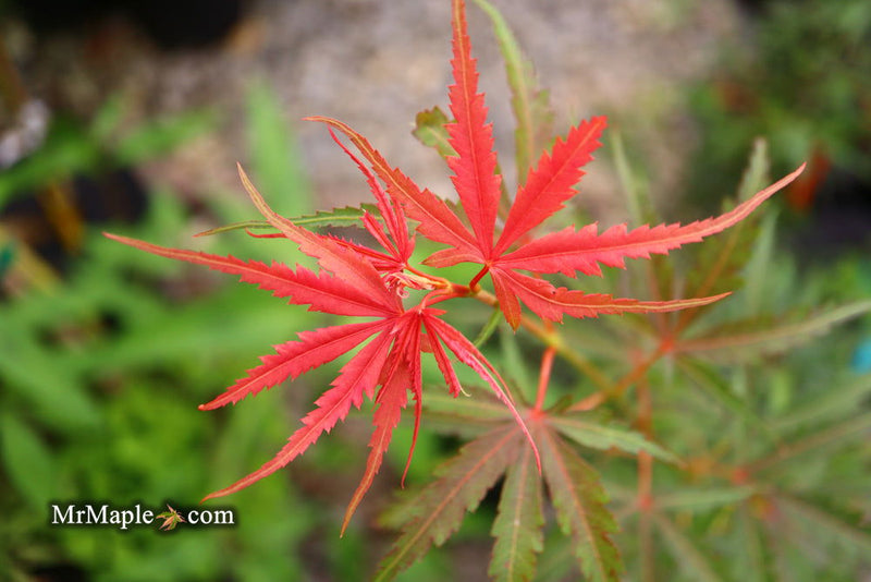 - Acer palmatum 'Englishtown W.B.' Dwarf Red Japanese Maple - Mr Maple │ Buy Japanese Maple Trees