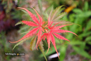 - Acer palmatum 'Englishtown W.B.' Dwarf Red Japanese Maple - Mr Maple │ Buy Japanese Maple Trees