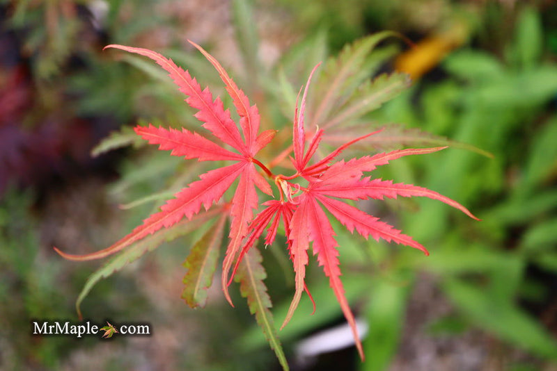 - Acer palmatum 'Englishtown W.B.' Dwarf Red Japanese Maple - Mr Maple │ Buy Japanese Maple Trees