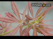- Acer palmatum 'Englishtown W.B.' Dwarf Red Japanese Maple - Mr Maple │ Buy Japanese Maple Trees