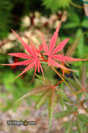 - Acer palmatum 'Englishtown W.B.' Dwarf Red Japanese Maple - Mr Maple │ Buy Japanese Maple Trees