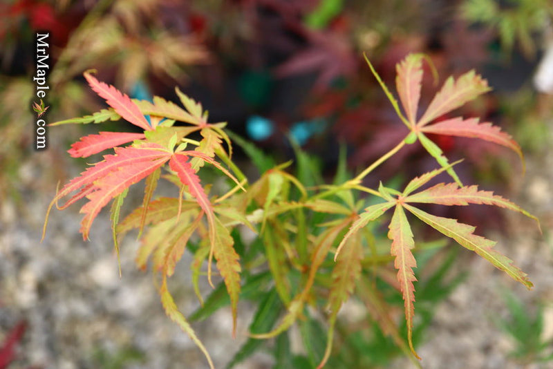 - Acer palmatum 'Englishtown W.B.' Dwarf Red Japanese Maple - Mr Maple │ Buy Japanese Maple Trees