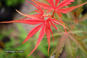 - Acer palmatum 'Englishtown W.B.' Dwarf Red Japanese Maple - Mr Maple │ Buy Japanese Maple Trees