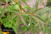 - Acer palmatum 'Englishtown W.B.' Dwarf Red Japanese Maple - Mr Maple │ Buy Japanese Maple Trees