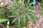 - Acer palmatum 'Englishtown W.B.' Dwarf Red Japanese Maple - Mr Maple │ Buy Japanese Maple Trees