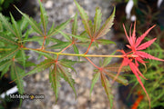 - Acer palmatum 'Englishtown W.B.' Dwarf Red Japanese Maple - Mr Maple │ Buy Japanese Maple Trees