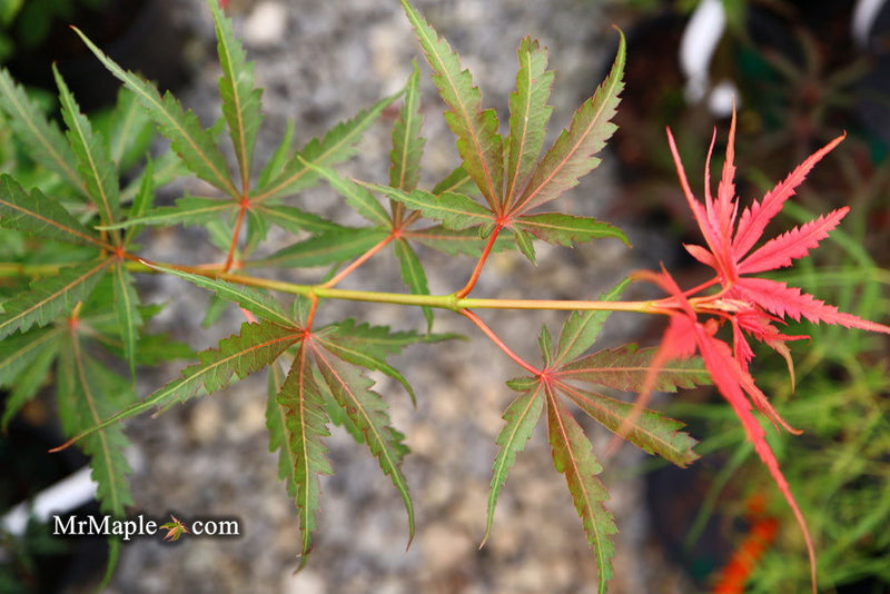 - Acer palmatum 'Englishtown W.B.' Dwarf Red Japanese Maple - Mr Maple │ Buy Japanese Maple Trees