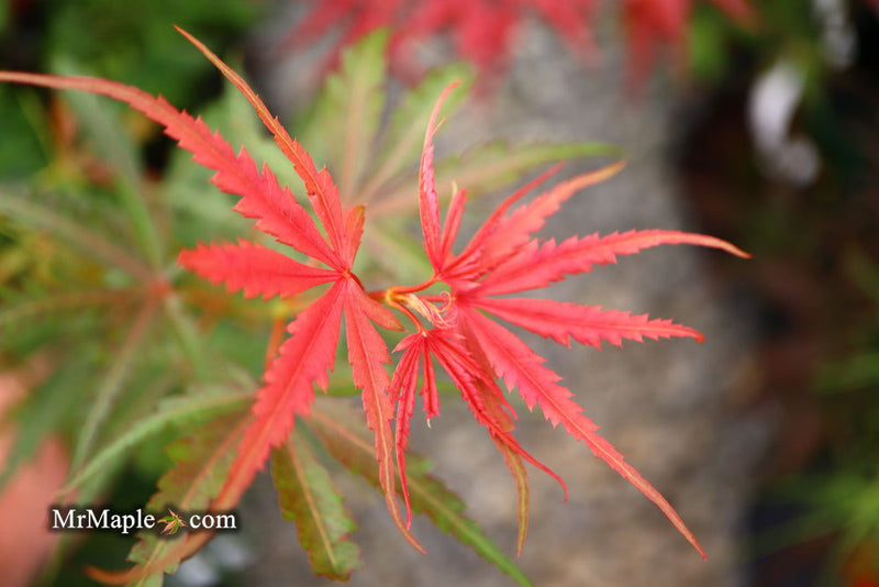 - Acer palmatum 'Englishtown W.B.' Dwarf Red Japanese Maple - Mr Maple │ Buy Japanese Maple Trees