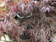 - Acer palmatum 'Enkan' Japanese Maple - Mr Maple │ Buy Japanese Maple Trees