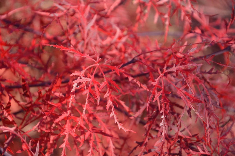 - Acer palmatum 'Ever Red' Weeping Red Japanese Maple - Mr Maple │ Buy Japanese Maple Trees