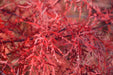 '- Acer palmatum 'Ever Red' Weeping Red Japanese Maple - Mr Maple │ Buy Japanese Maple Trees