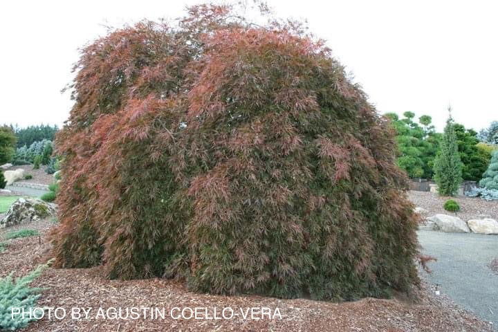 '- Acer palmatum 'Ever Red' Weeping Red Japanese Maple - Mr Maple │ Buy Japanese Maple Trees