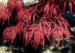 '- Acer palmatum 'Ever Red' Weeping Red Japanese Maple - Mr Maple │ Buy Japanese Maple Trees