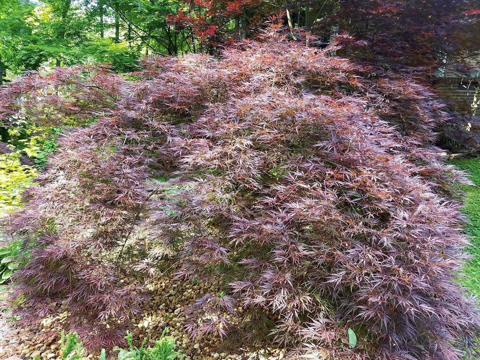 '- Acer palmatum 'Ever Red' Weeping Red Japanese Maple - Mr Maple │ Buy Japanese Maple Trees