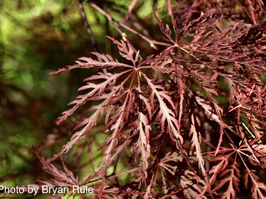 '- Acer palmatum 'Ever Red' Weeping Red Japanese Maple - Mr Maple │ Buy Japanese Maple Trees